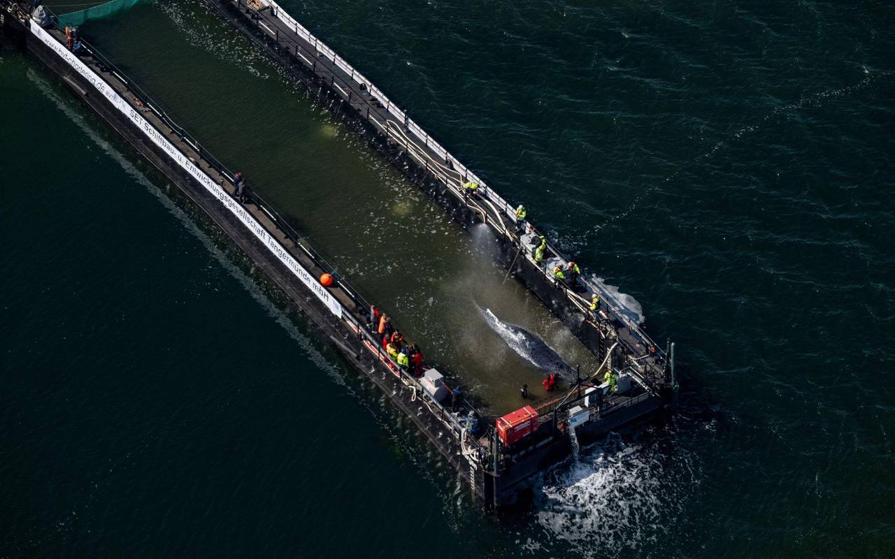 Weitere Entwicklung zum Buckelwal in der Ostsee