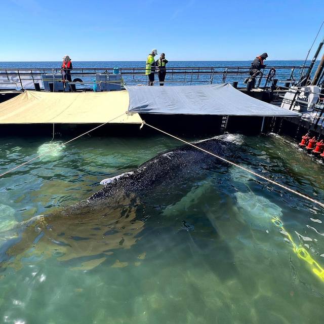 Weitere Entwicklung zum Buckelwal in der Ostsee