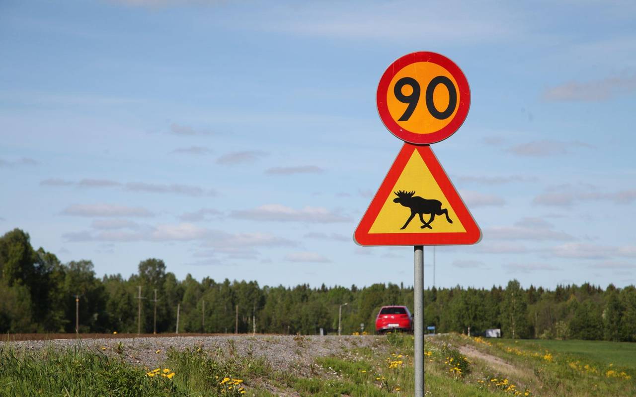 Die große Elchwanderung in Schweden
