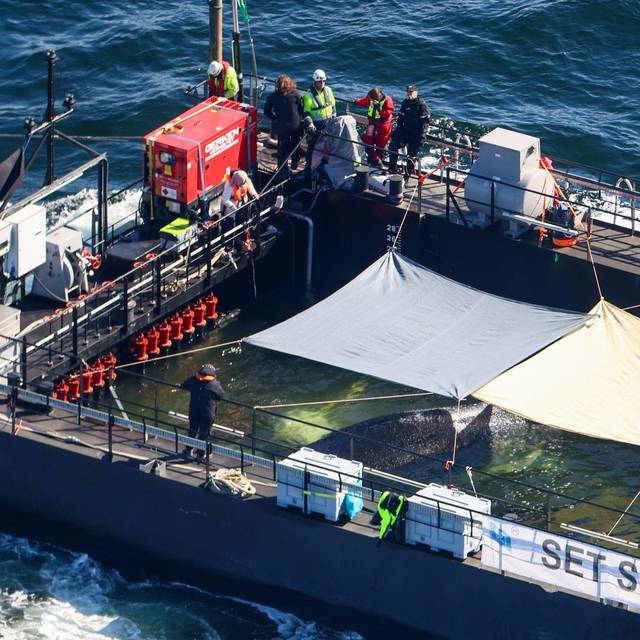 Weitere Entwicklung zum Buckelwal in der Ostsee