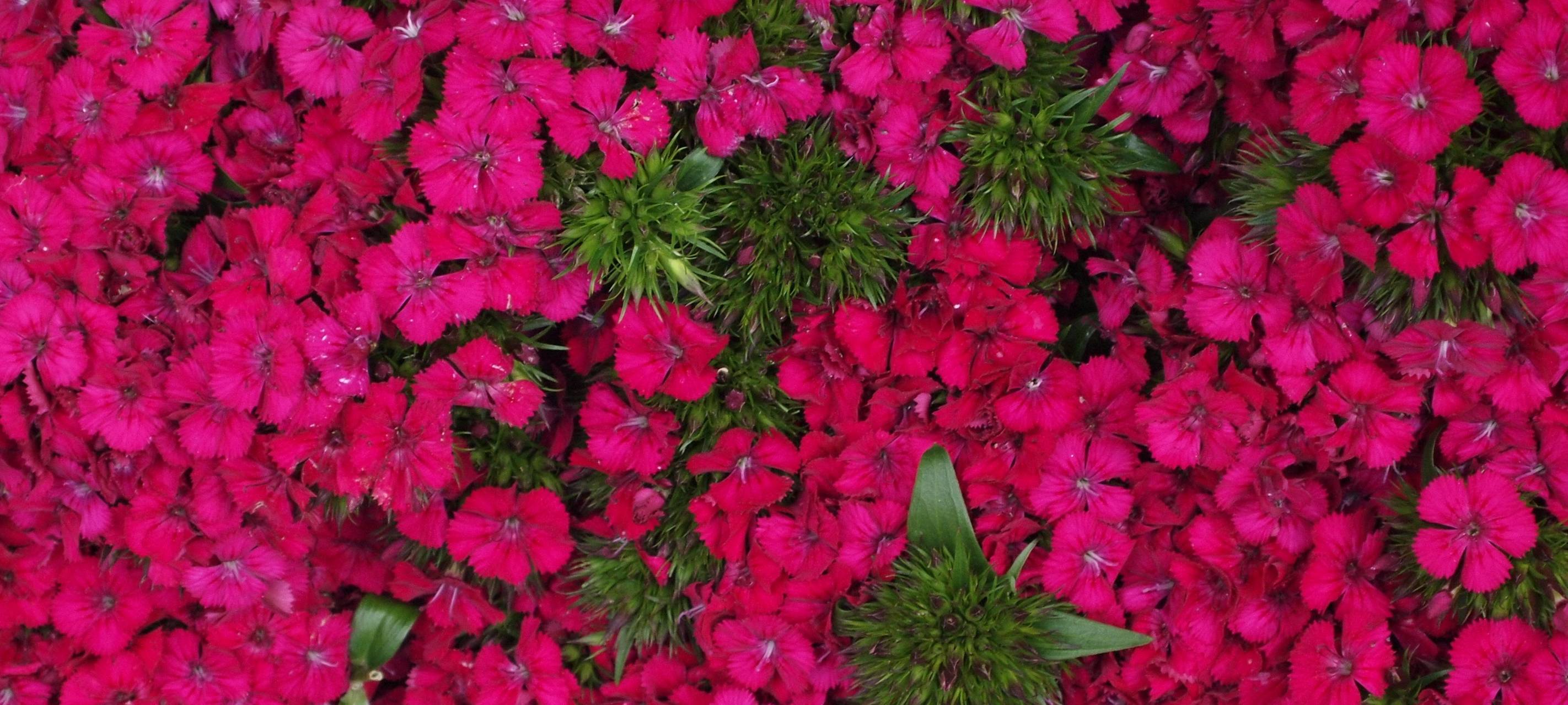 Pflanzen in den Bonner Botanischen Gärten verdorren