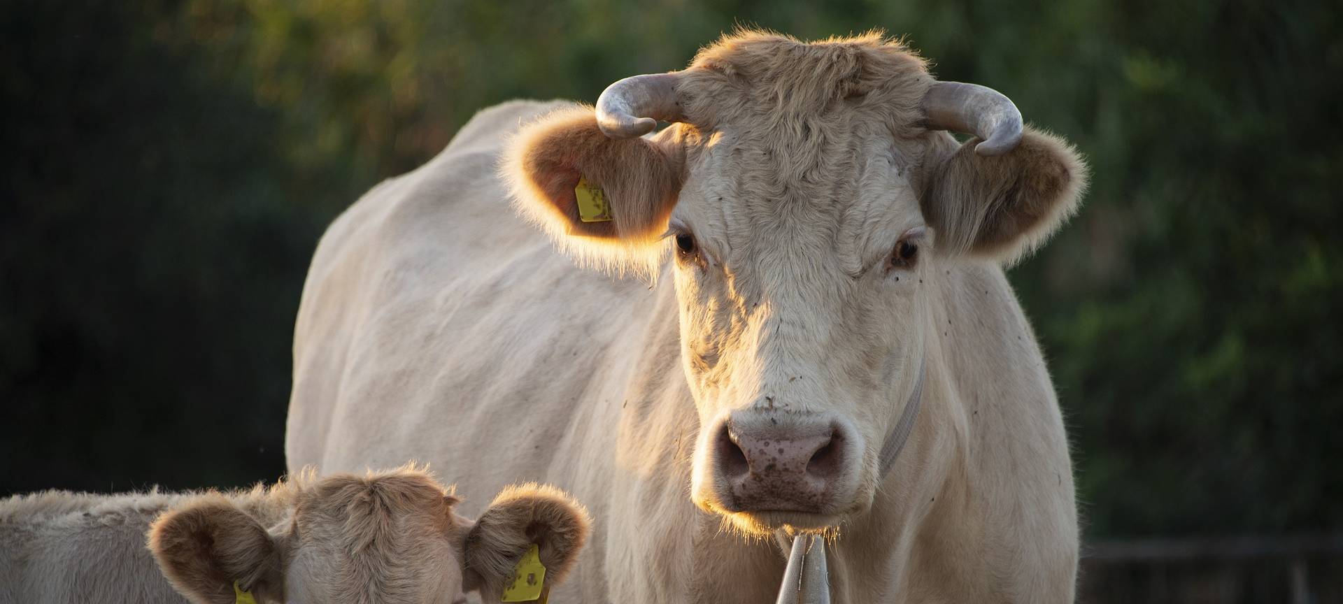 Kreis bereitet sich auf mögliche Tierseuchen vor