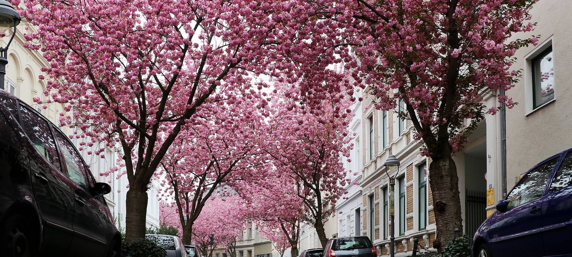 Die Bonner Blüten bühen: Höhepunkt der Kirschblüte beginnt