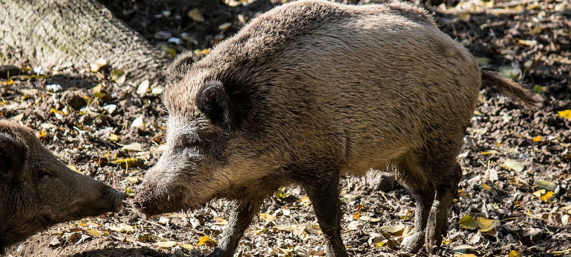 Infoschilder: Rhein-Sieg-Kreis warnt vor Ausbreitung der Schweinepest