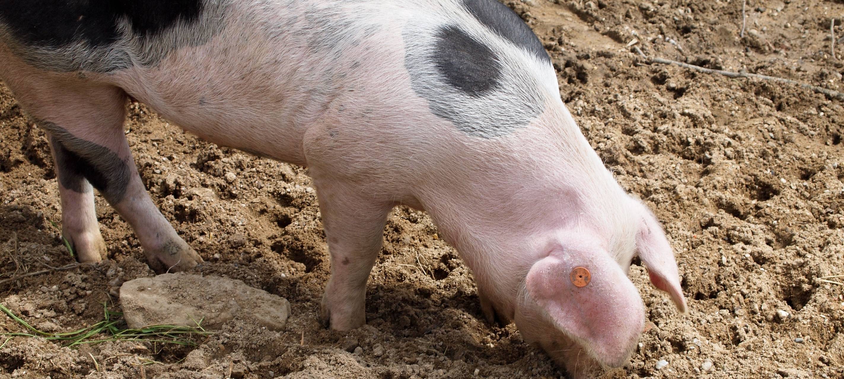 Bonn: Tierschutzbund fordert besseres Gesetz
