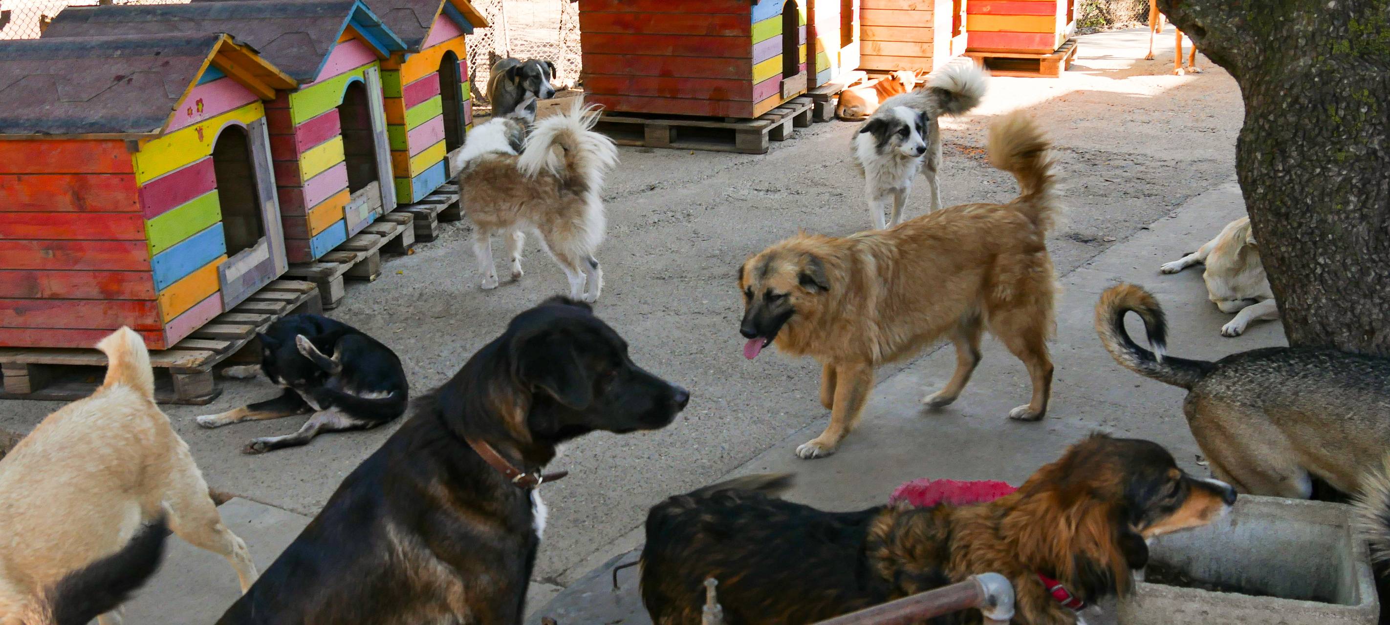 Hunderunde - ein Tierheim in Rumänien
