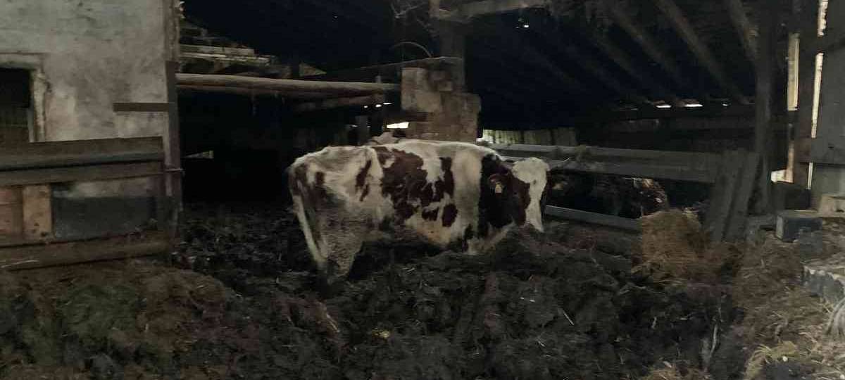 Peta erstattet Anzeige gegen Landwirt aus Hennef