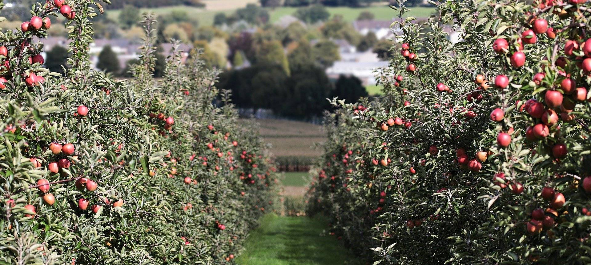 Obst- und Gemüsebauern sind gegen den höheren Mindestlohn