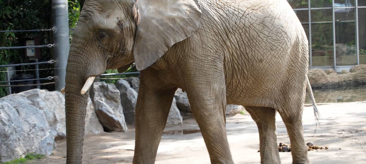 Kölner Zoo stellt Marsterplan 2030 vor