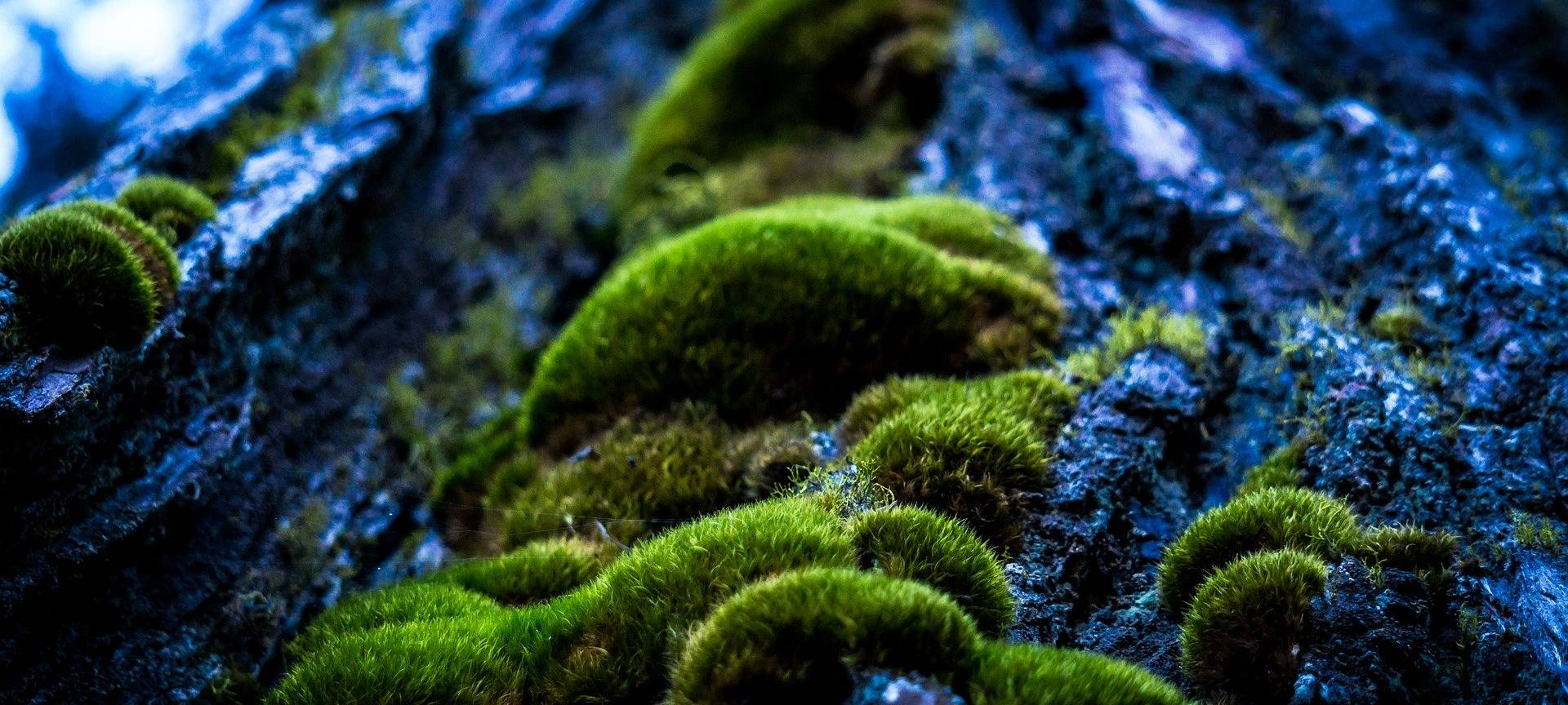 Künstlicher Baum soll die Luft verbessern
