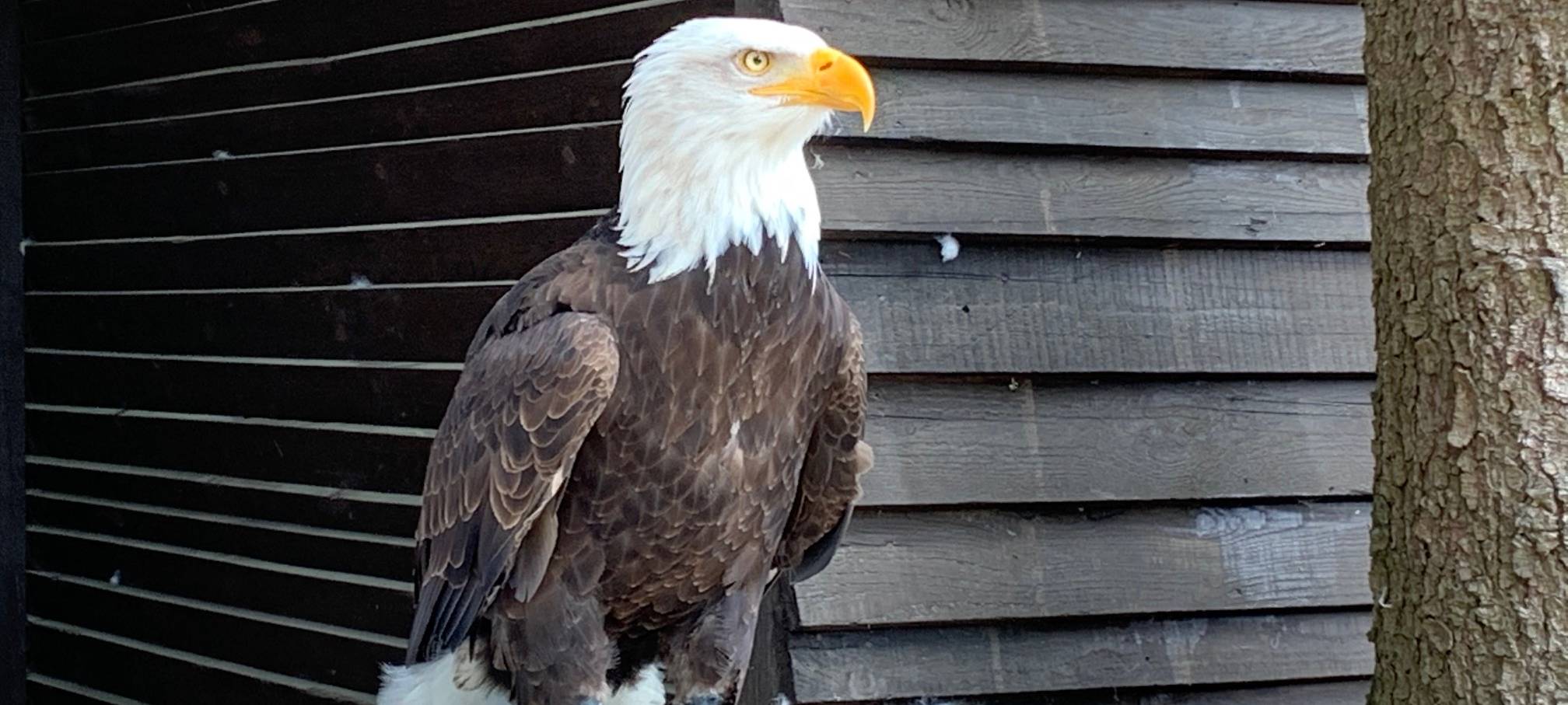 Wildfreigehege Hellenthal