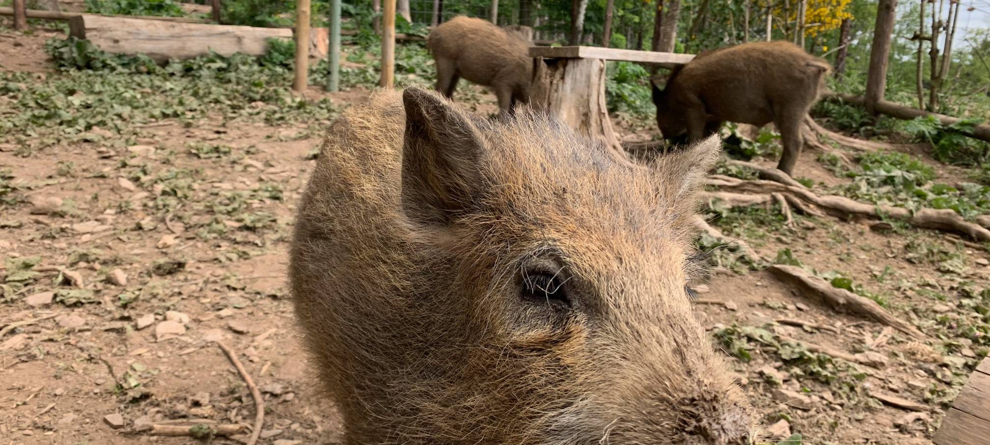 Wildfreigehege Hellenthal