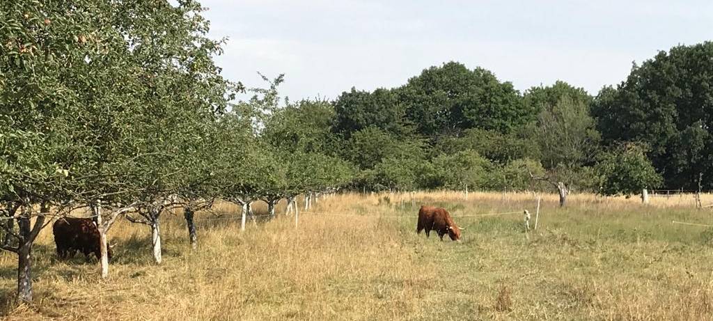 Radtour: Rheinische Apfelroute