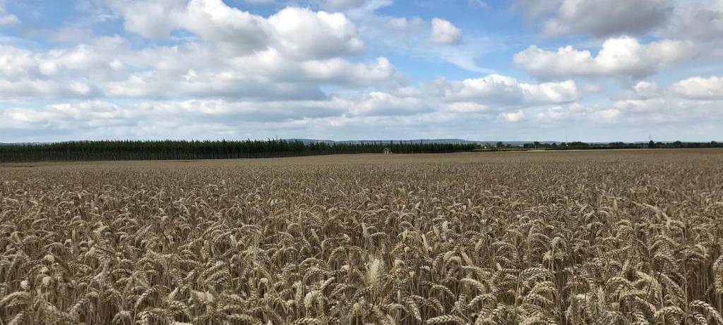 Radtour: Rheinische Apfelroute