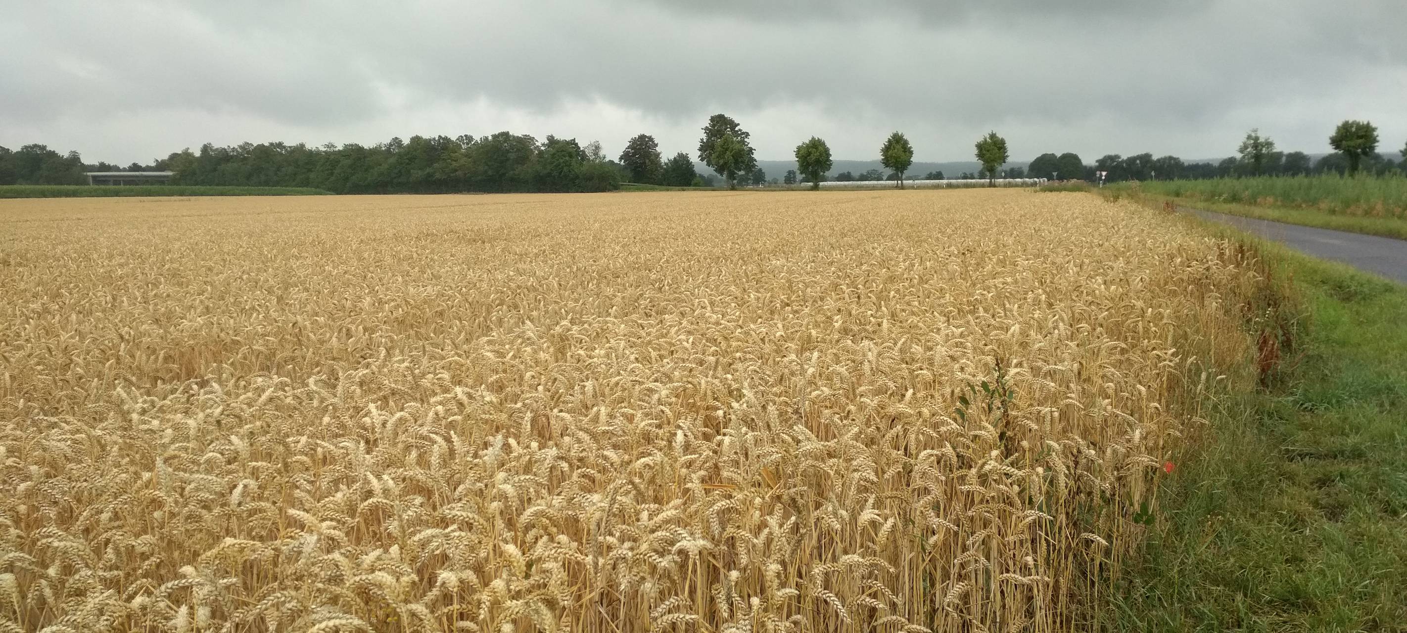 Radtour: Rheinische Apfelroute