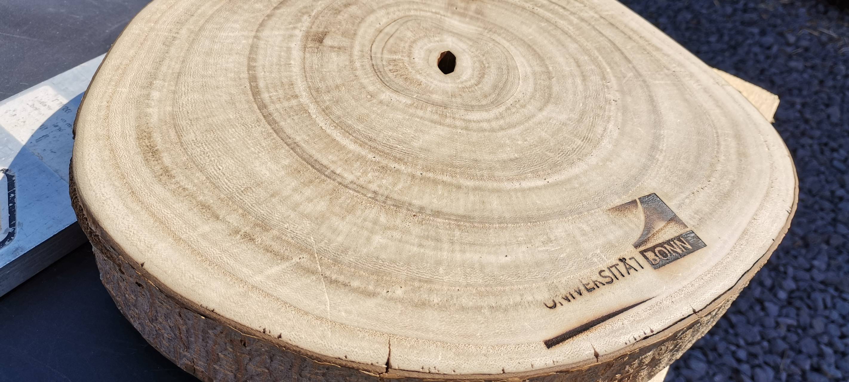 Bauen mit dem Turbo-Baum