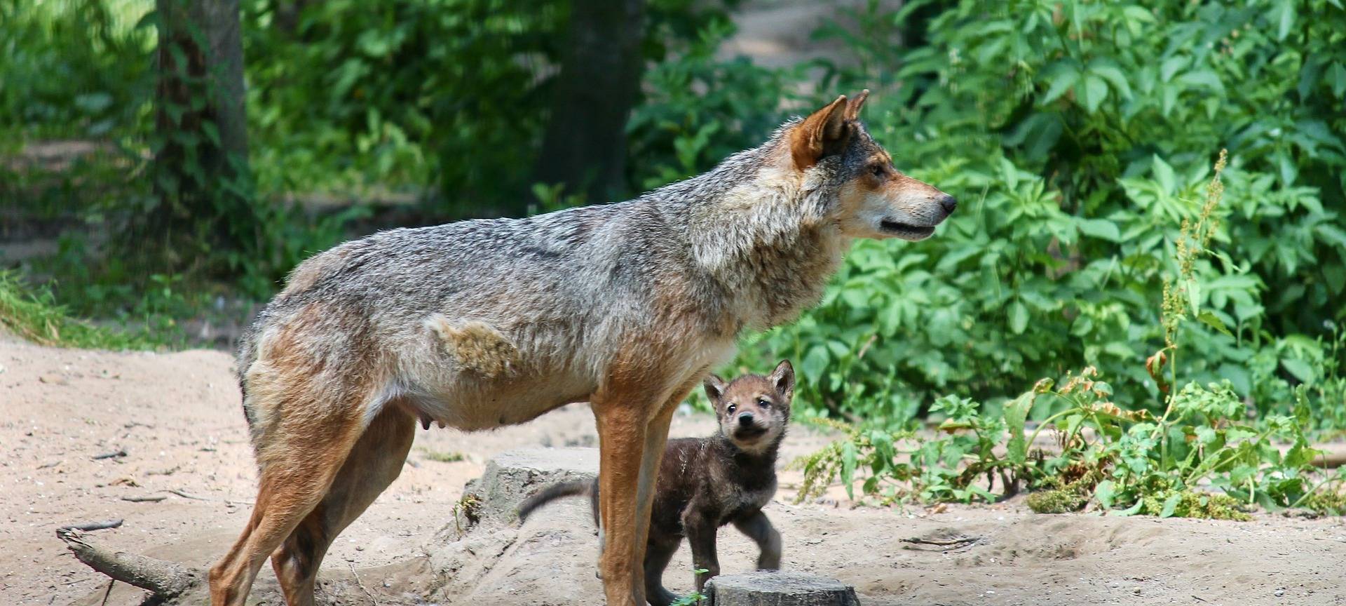 Nachwuchs bei Familie Wolf im Rhein-Sieg-Kreis