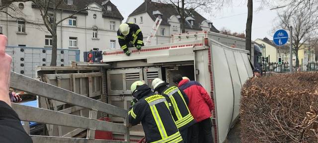 Tierschützer von PETA erstatten Anzeige nach Schweinelaster-Unfall