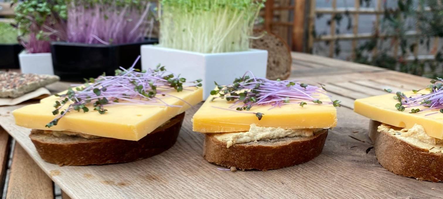 Tiny Greens – Superfood für die Fensterbank
