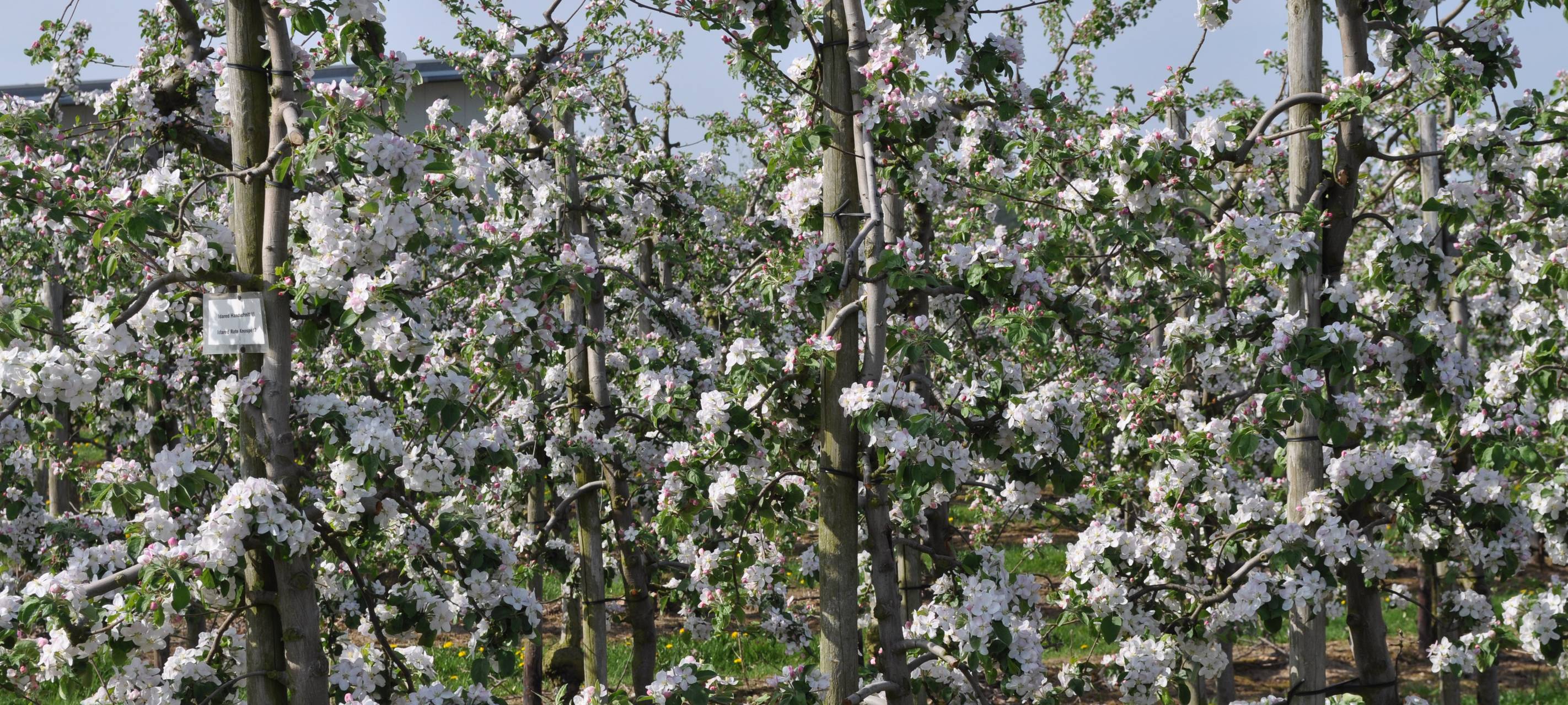 Windmaschinen im Einsatz: Frostschutz für Obstbäume in Meckenheim