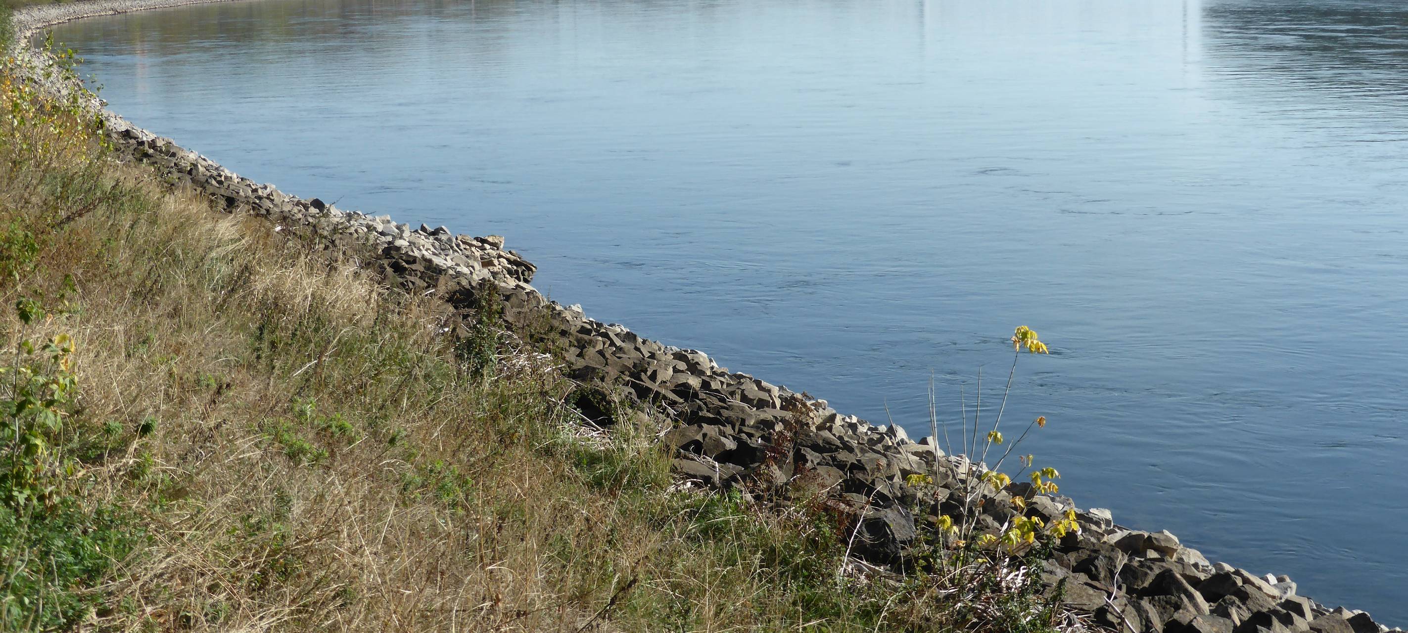 Bad Honnef und Bad Godesberg: Pflanzenschutzmittel im Rhein entdeckt