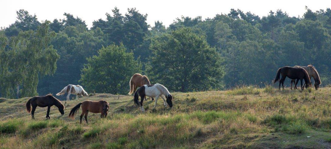 Waldbrandgefahr durch Monitionsreste in Wahner Heide
