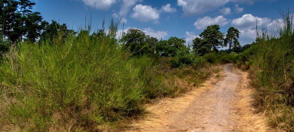 Verdächtige Geräusche in Troisdorf: Polizeigroßeinsatz in der Wahner Heide