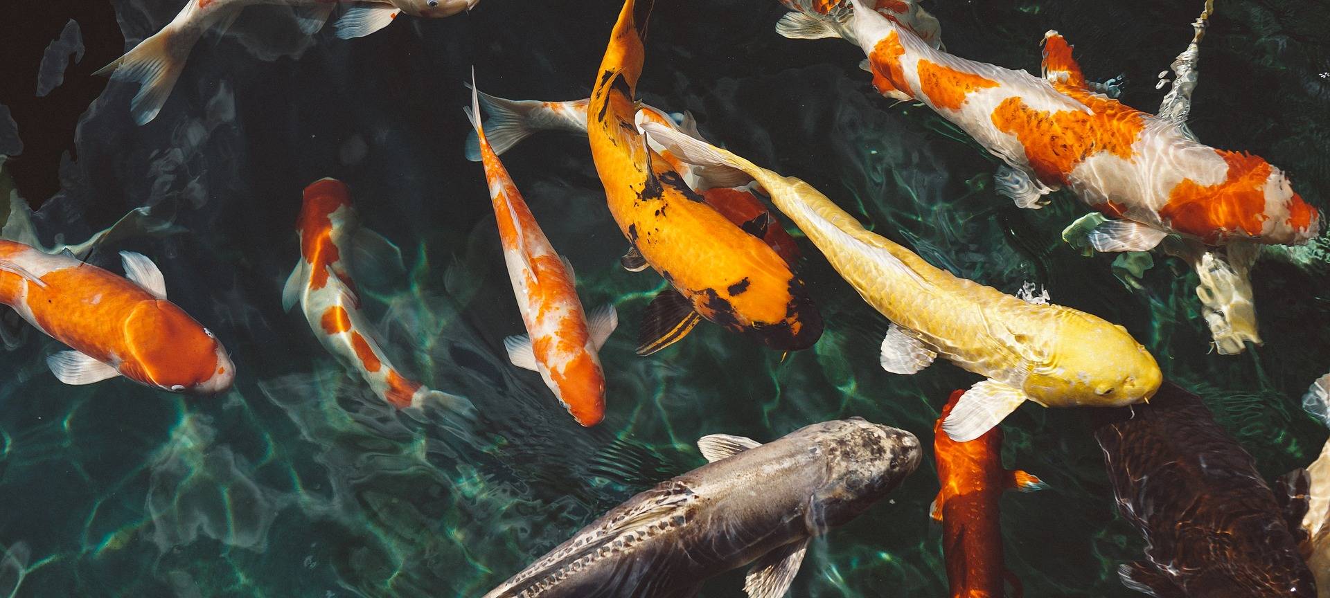Tote Fische im Teich: Klage gegen Tierarzt