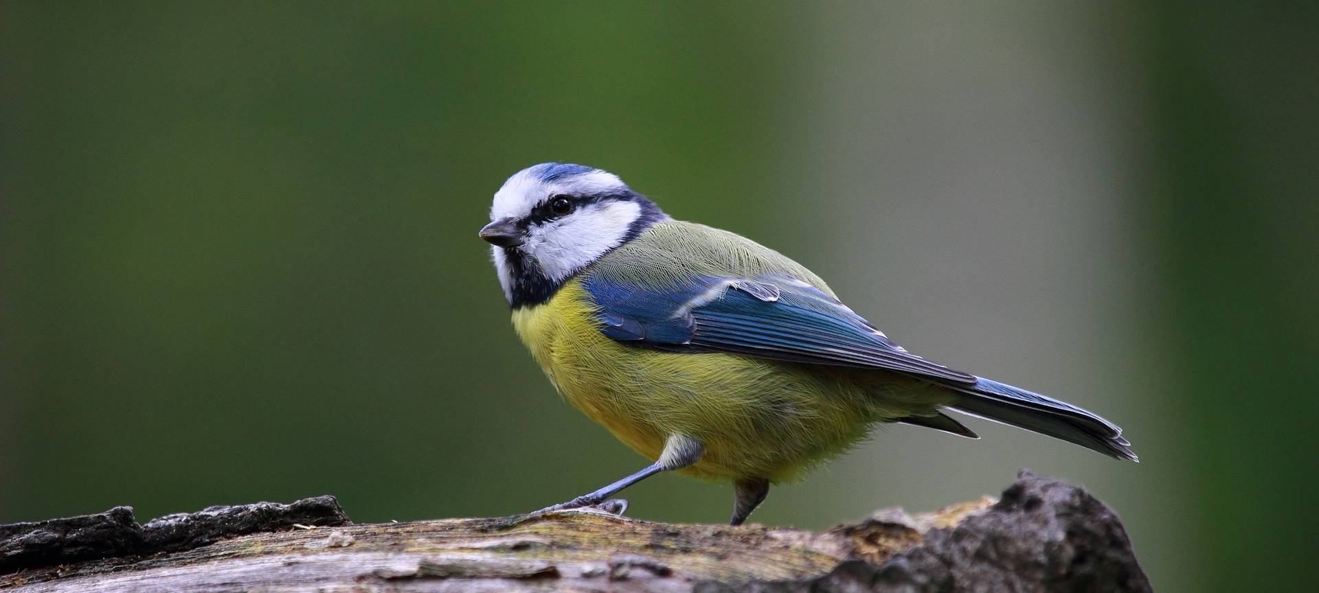 Menschen im RBRS-Land sollen Vögel zählen