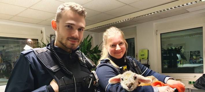 Polizeibeamte kümmern sich um Lämmchen