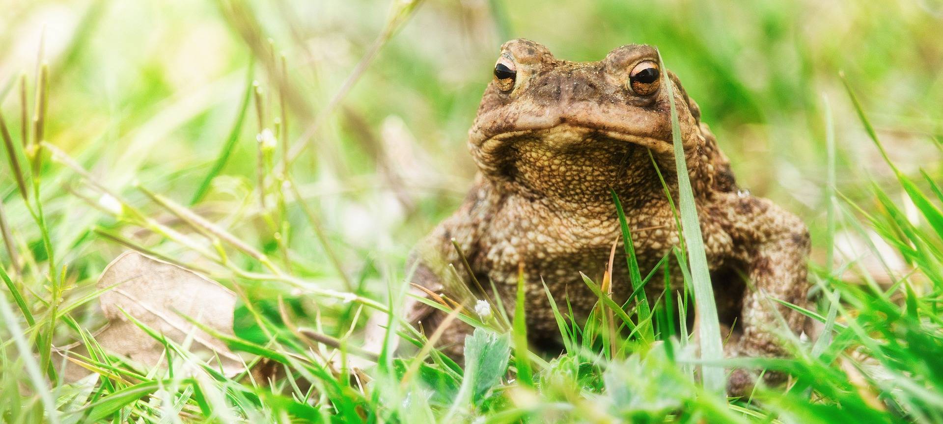 Sie wandern wieder: Kröten, Frösche, Salamander und Co!