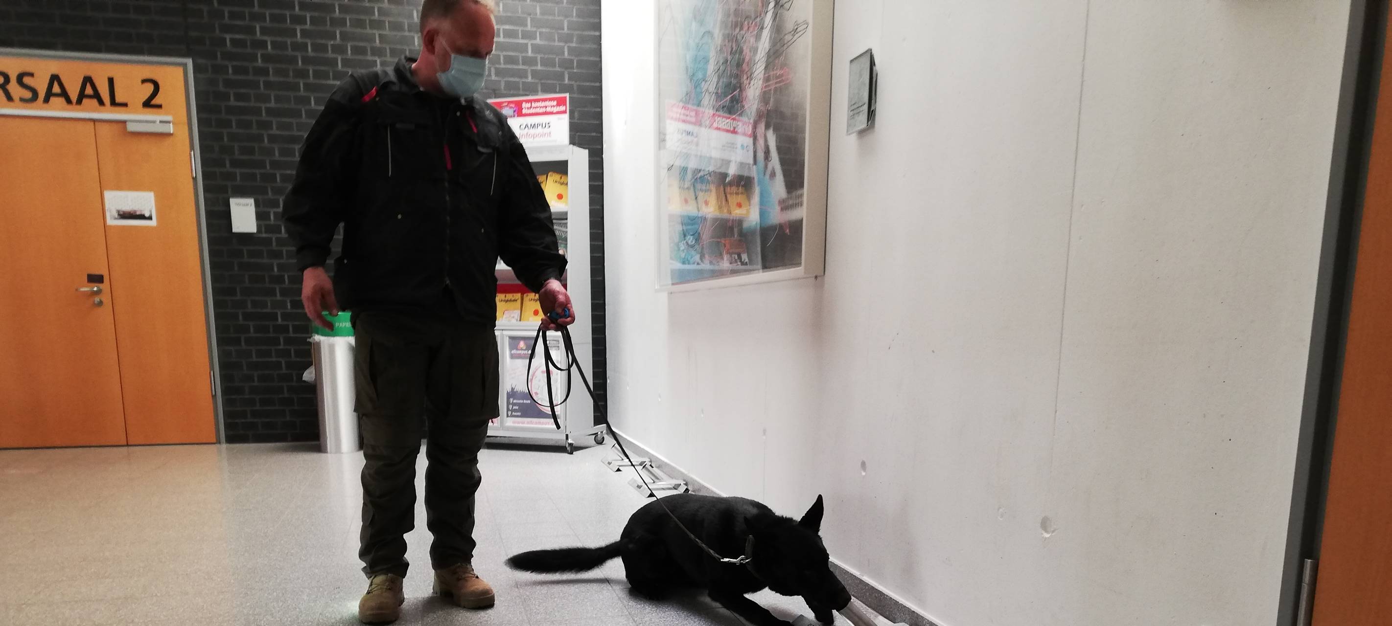 Hunde erschnüffeln Corona