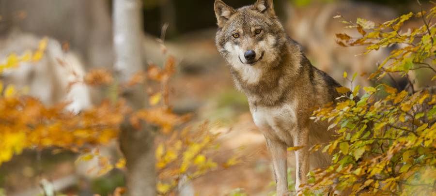 Forderungen nach besserem Wolfsmanagement