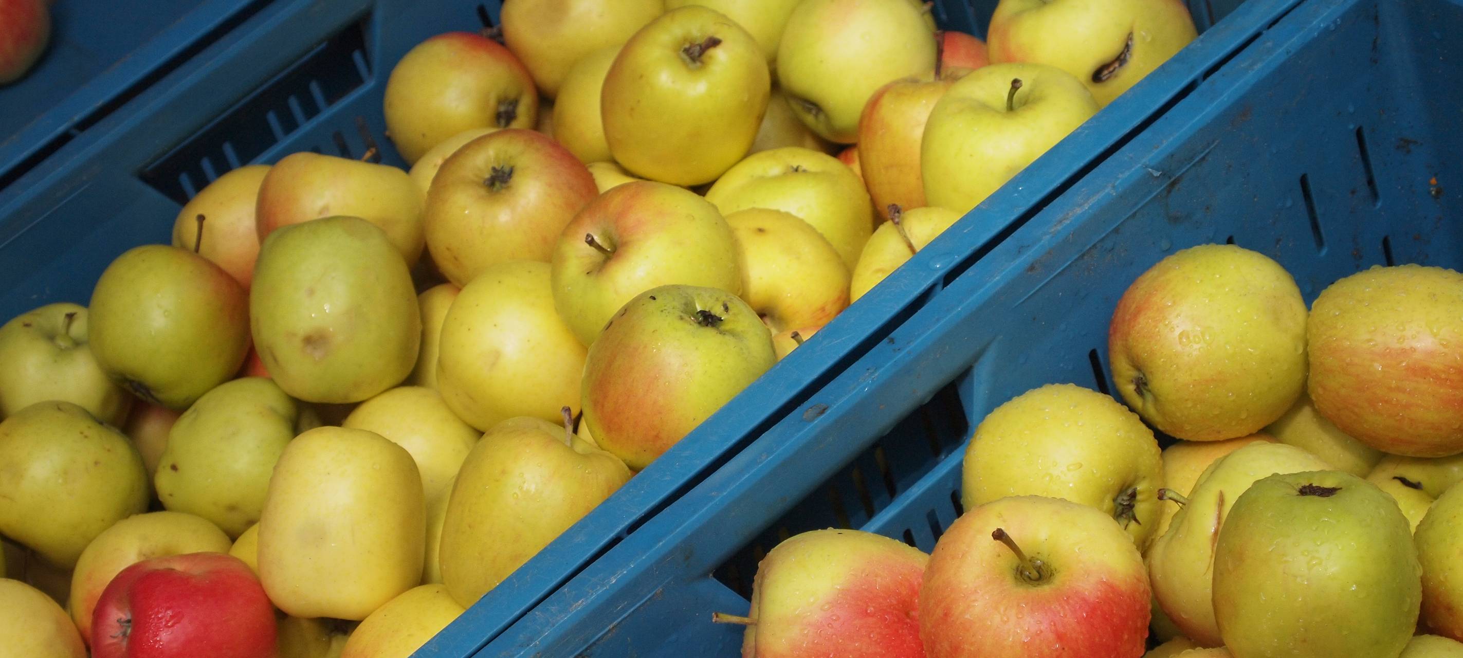 Landgericht Bonn: Obst-Diebe verurteilt