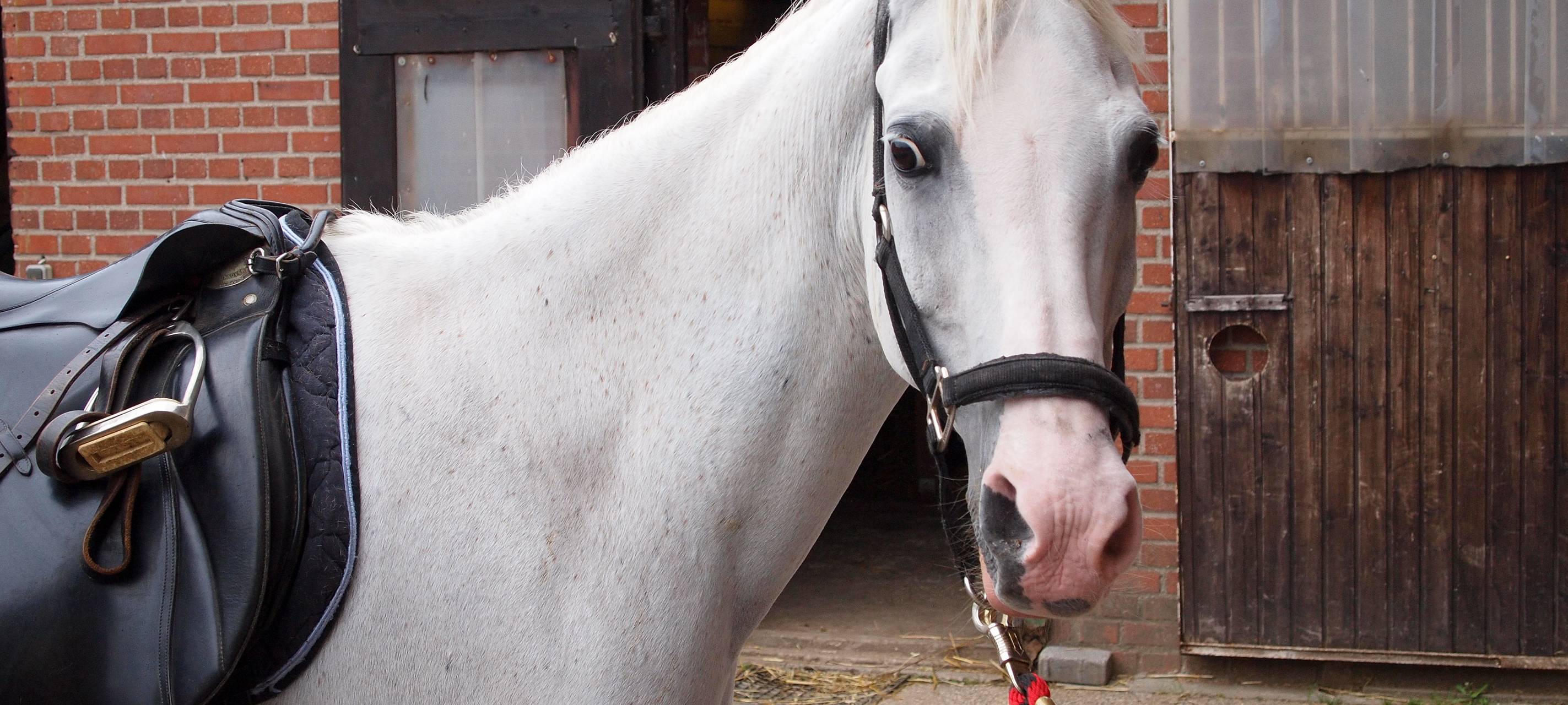 Siegburg: Hin mit dem Auto - weg mit dem Pferd