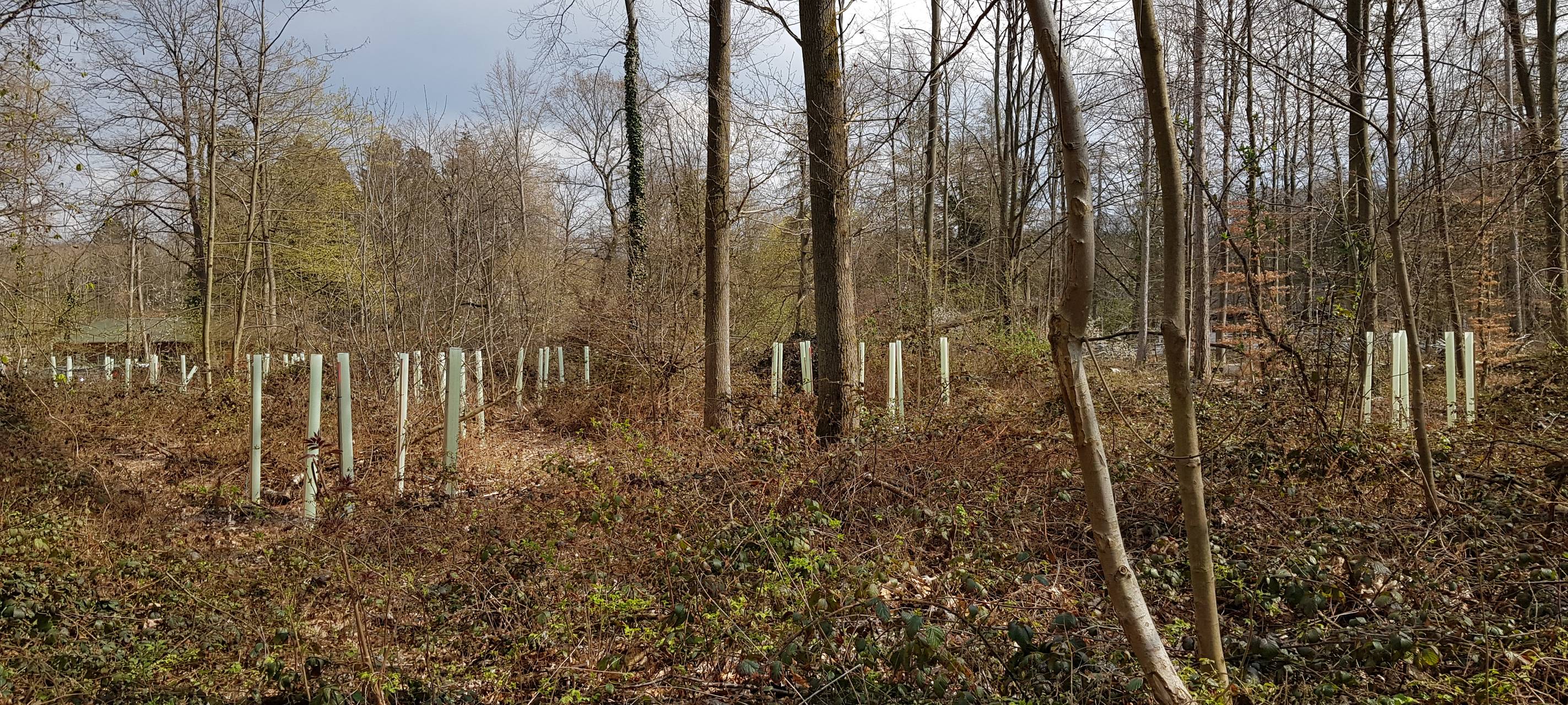 Tausende neue Bäume im Bonner Stadtwald gepflanzt