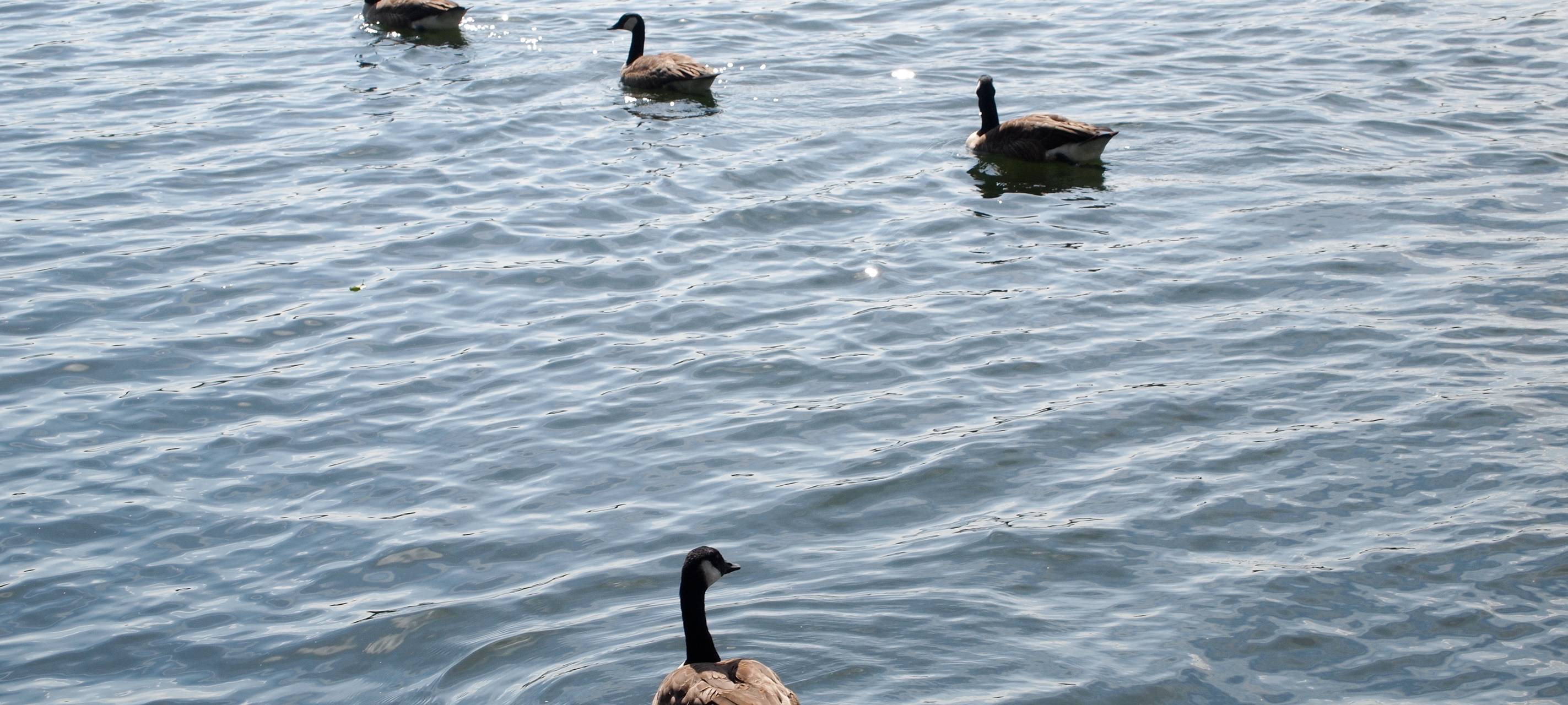 Sommer im Kreis: Wasser in den Bächen und Flüssen lassen!