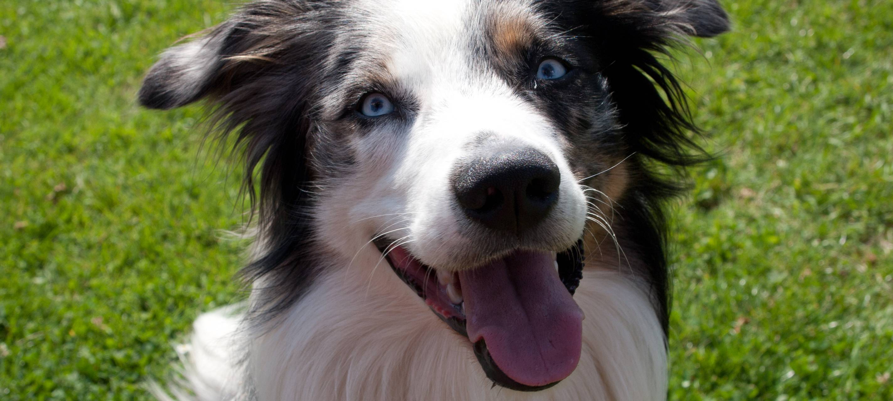Hundesteuer: Bonn bleibt ein teures Pflaster