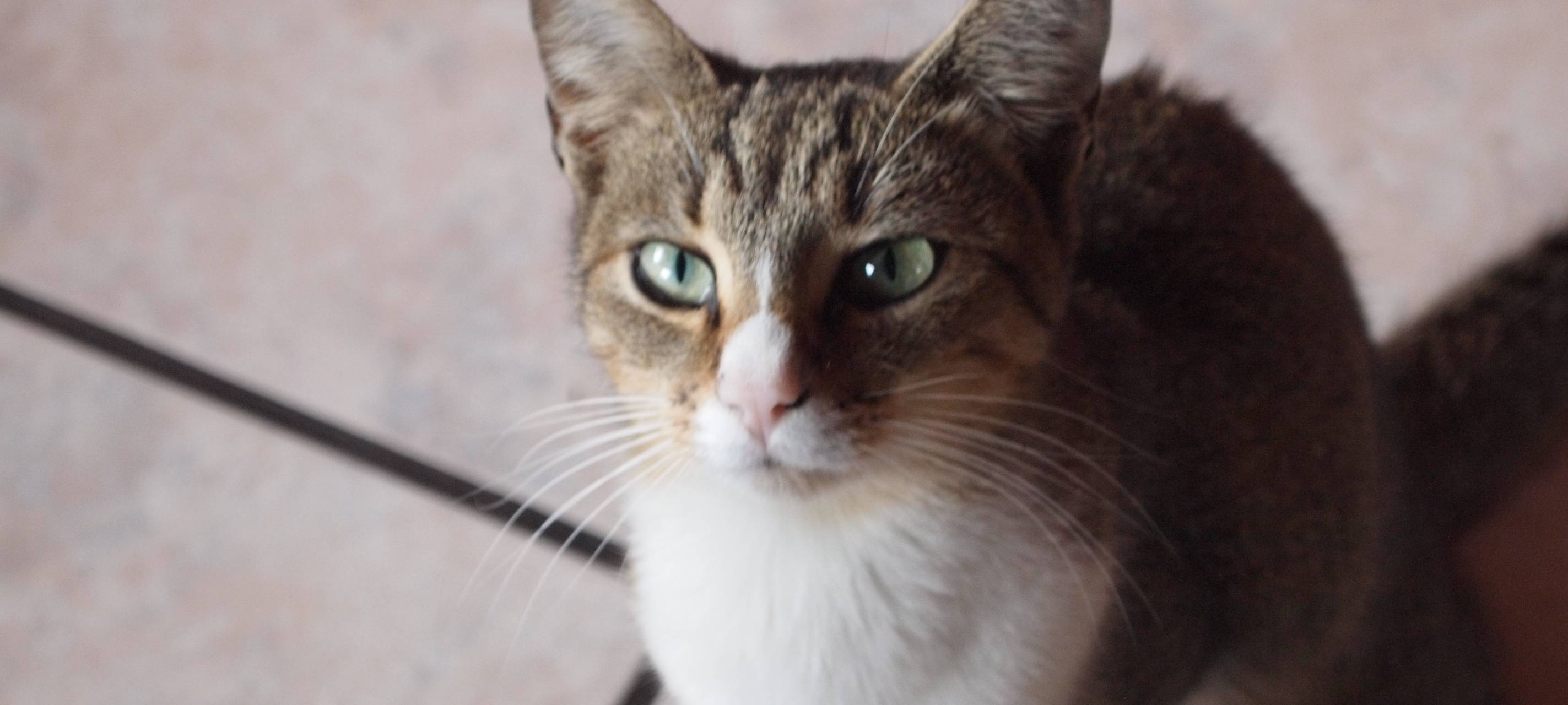 Kein (tierischer) Kater im Bonner Stadthaus