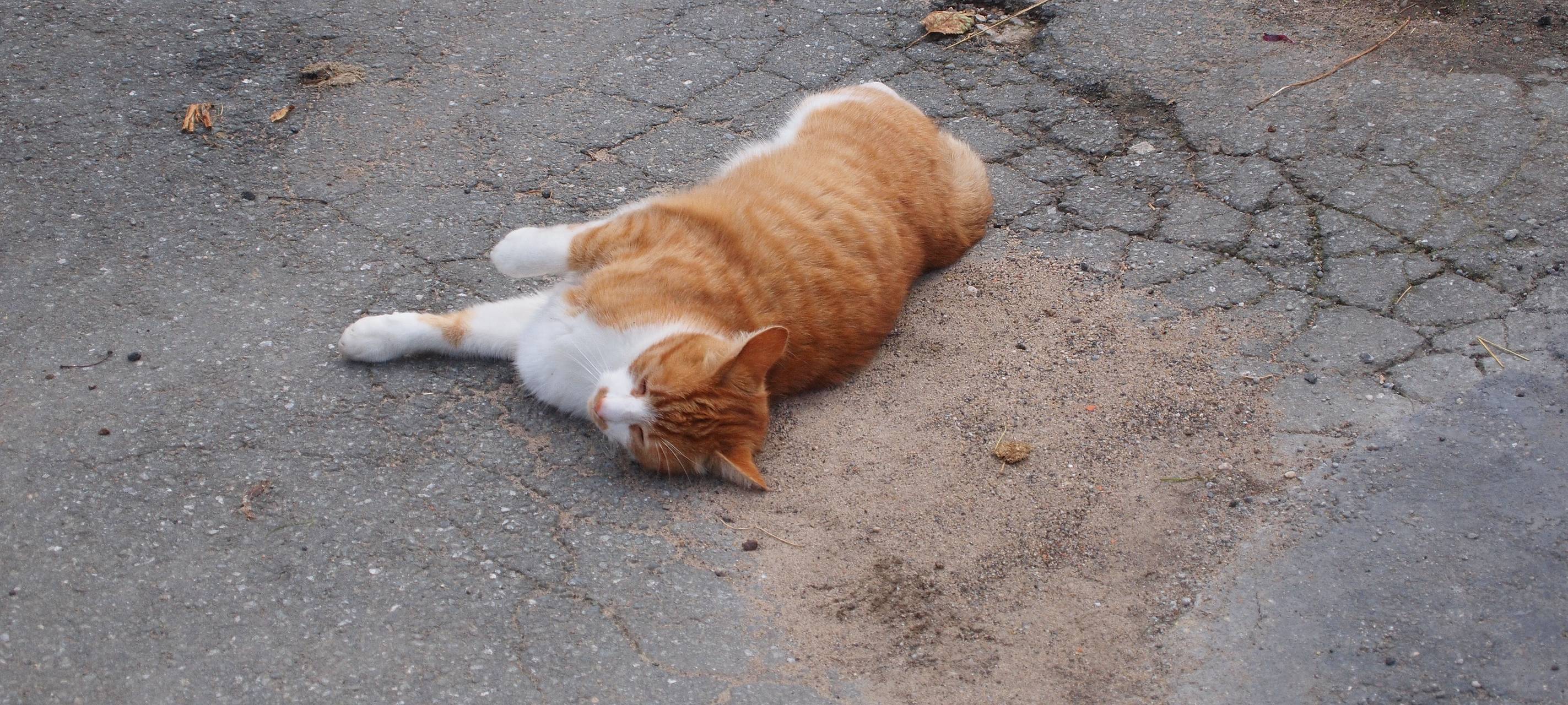 Tierschutzbund in Bonn sorgt sich um Katzen