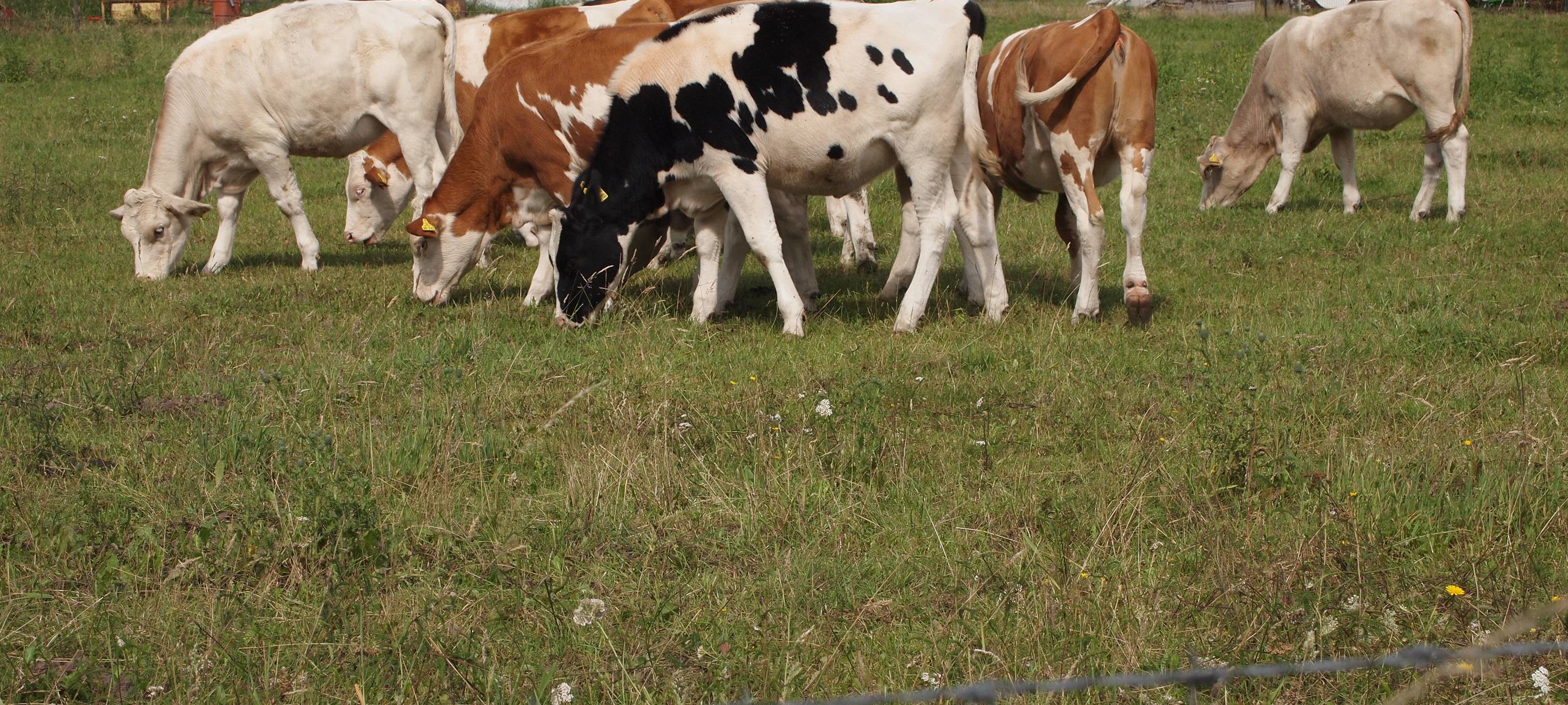 Uni Bonn arbeitet an Tierschutz-Datenbank