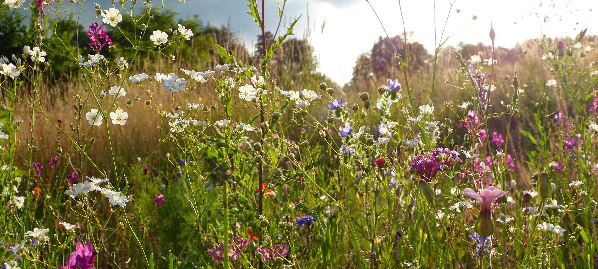 Naturschutz am Lyngsberg