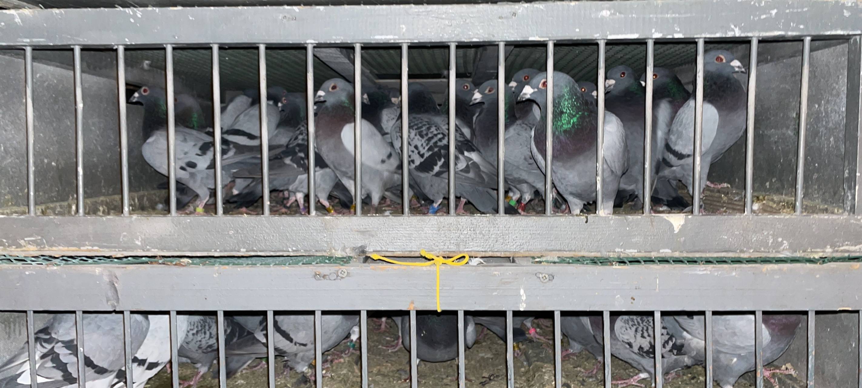 Bad Honnef: Veterinäramt rettet 130 Tauben