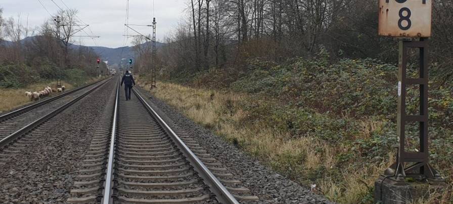 Bad Honnef: Polizei holt Schafe von Bahngleisen