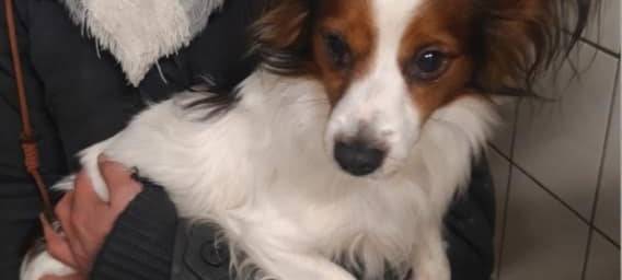Bonn-Plittersdorf: Hund in Altkleidercontainer gefunden