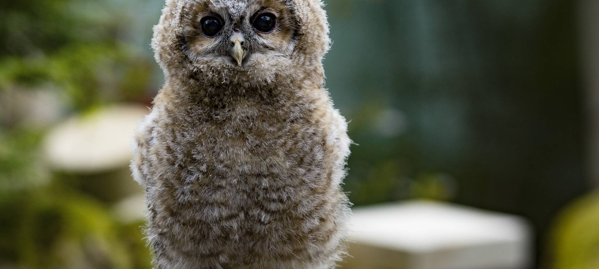 Kommt die Wildvogelstation nach Bornheim?