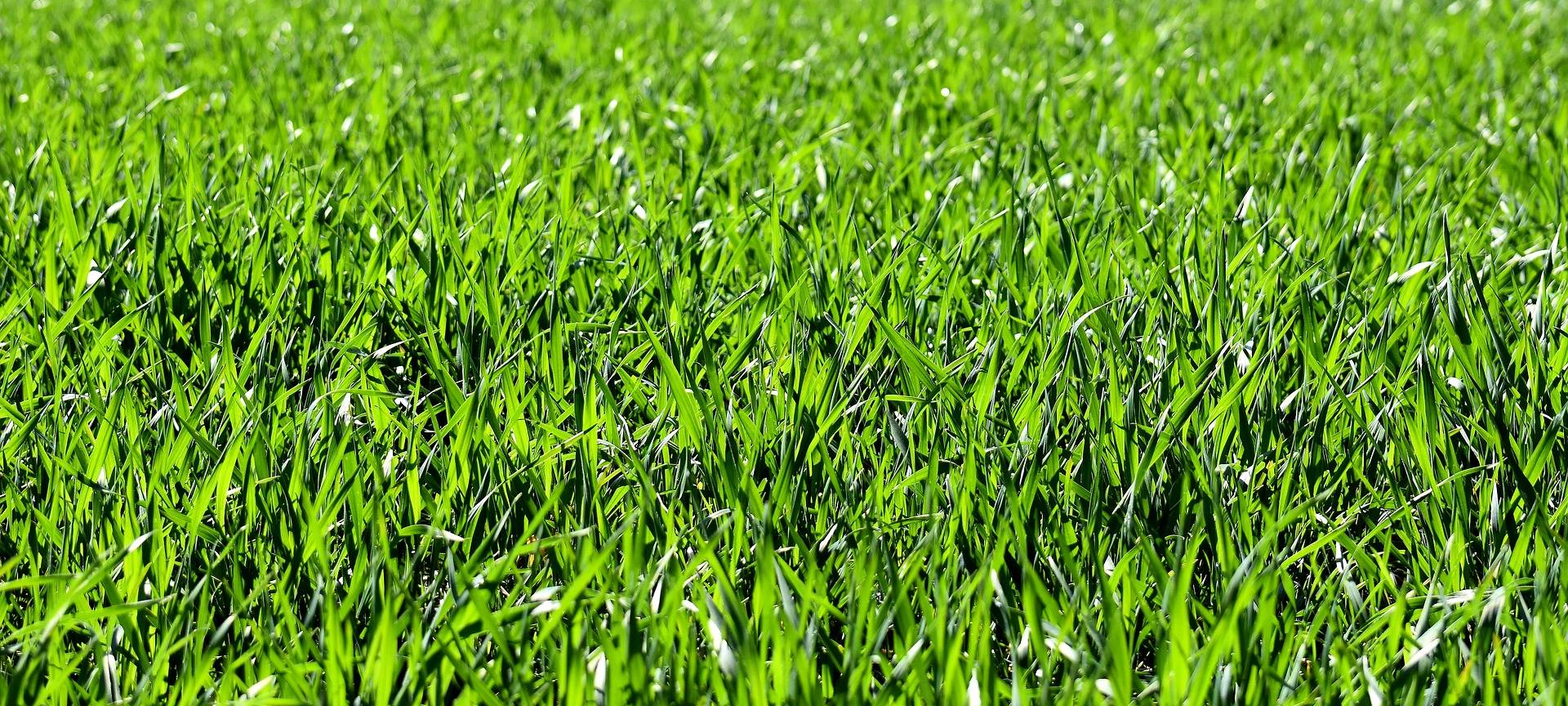 Viel Grün und Wohnungen: neue Pläne für Zirkuswiese in Beuel