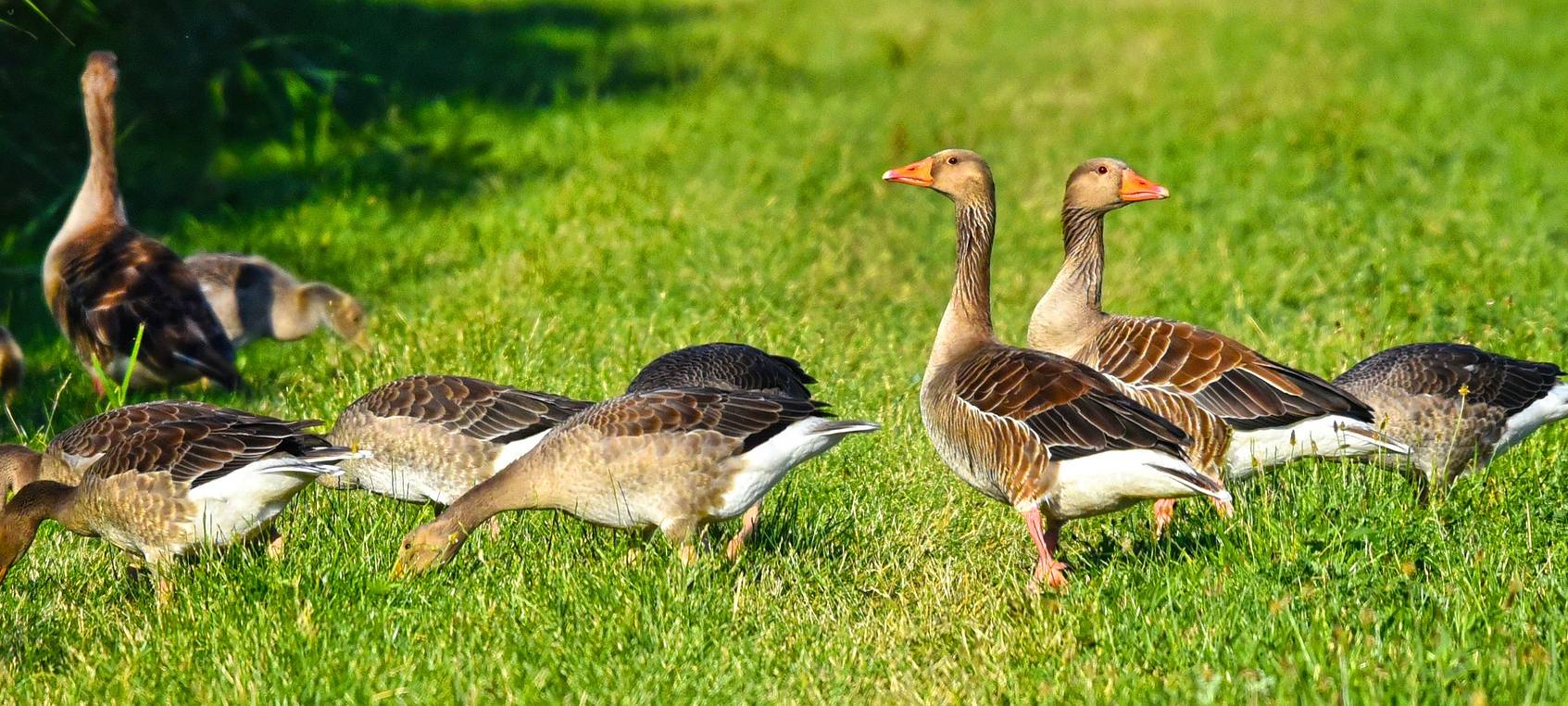 Doch kein Vogelgrippe-Sperrbezirk in der Bonner Rheinaue