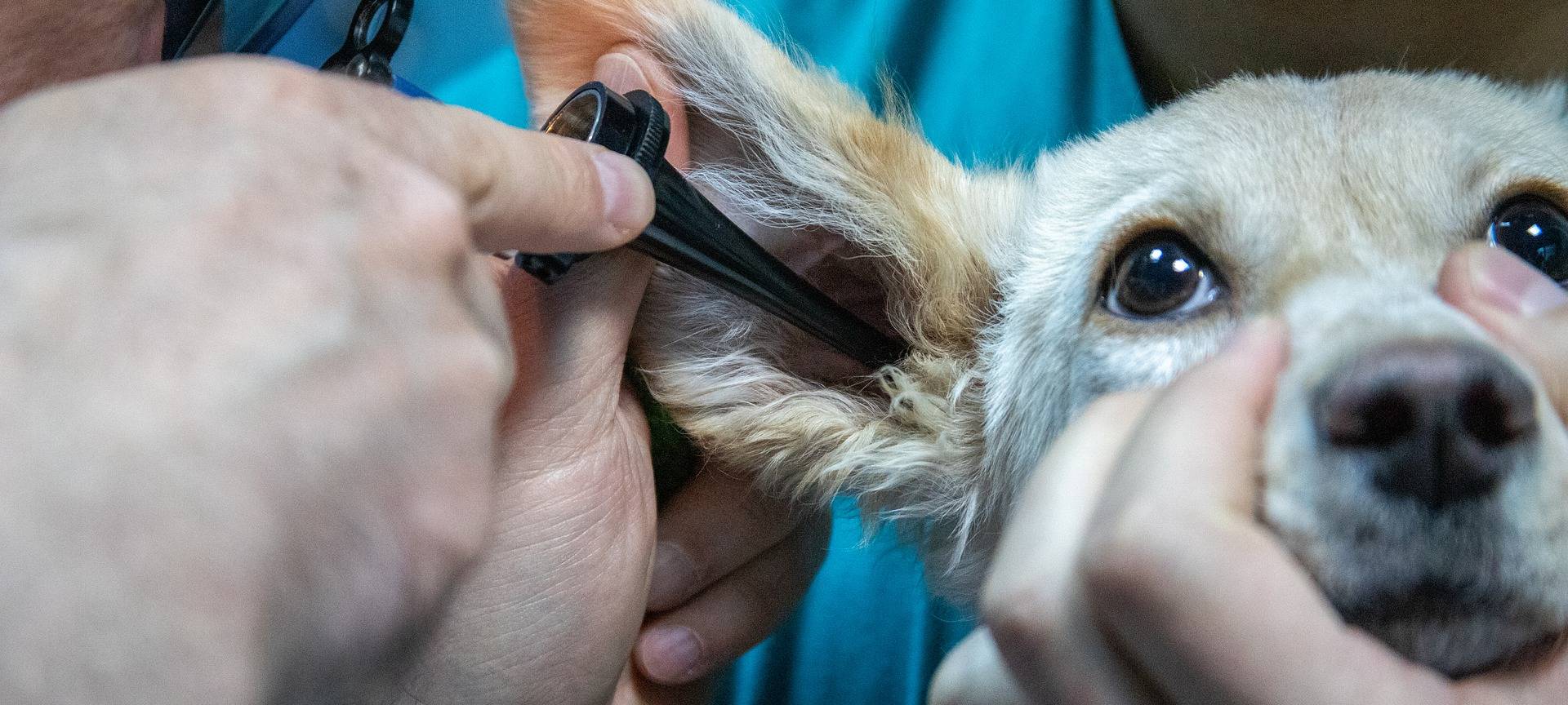 Bonner Tierarztmobil fürchtet nicht zu bewältigenden Ansturm