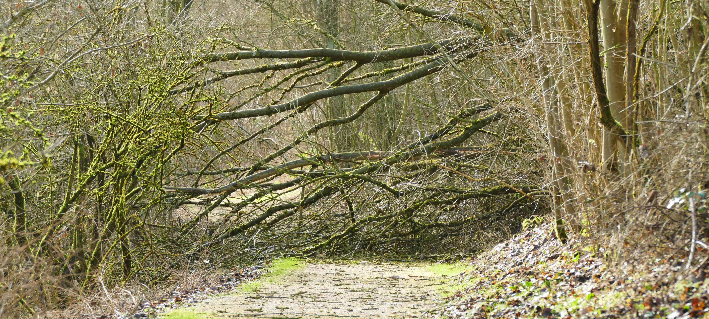 Stromausfall und Umgestürzte Bäume